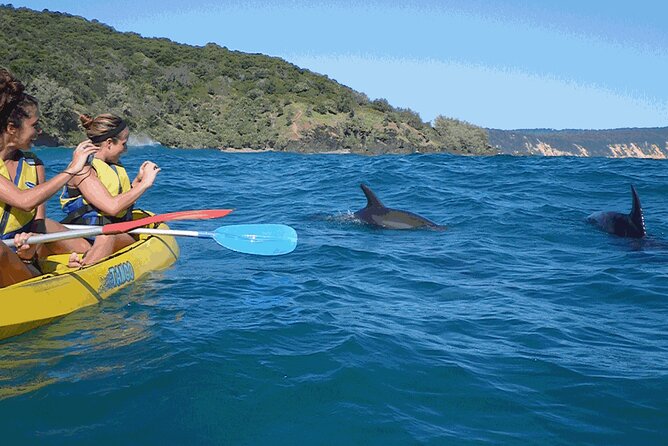 Epic Kayak With Dolphins & Wildlife - 4WD Beach Adventure Noosa - Kayaking with dolphins at Double Island Point: what you’re really doing
