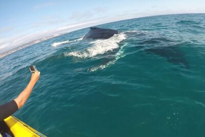 Epic Kayak With Dolphins & Wildlife - 4WD Beach Adventure Noosa - The beach 4WD experience: thrilling, scenic, and weather-and-tide dependent