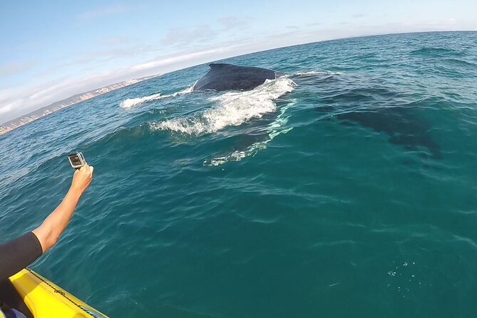 Epic Kayak With Dolphins & Wildlife - 4WD Beach Adventure Noosa - The beach 4WD experience: thrilling, scenic, and weather-and-tide dependent