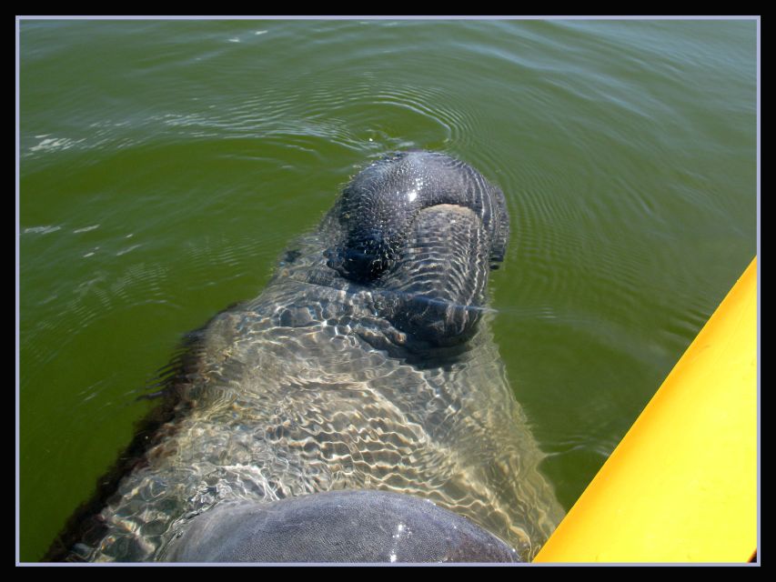 Everglades: Boat Assisted Kayak Eco Tour - Price and Value: Is $172 for 3.5 Hours Reasonable?