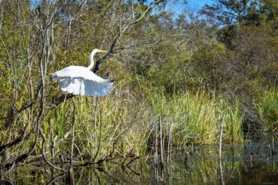 Everglades City: Guided Kayaking Tour of the Wetlands - Where You Start in Everglades City (Ivey House Area) and How the Day Moves