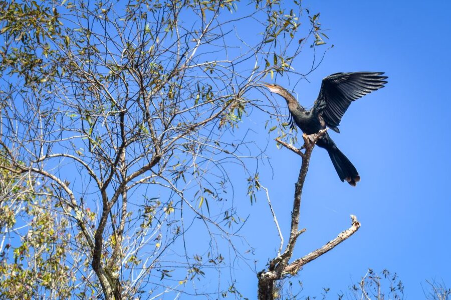 Everglades City: Guided Kayaking Tour of the Wetlands - Price and Value: Why $102 Can Make Sense (If You Care About the Guide)