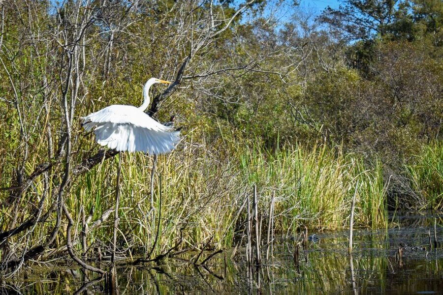 Everglades City: Guided Kayaking Tour of the Wetlands - Where You Start in Everglades City (Ivey House Area) and How the Day Moves