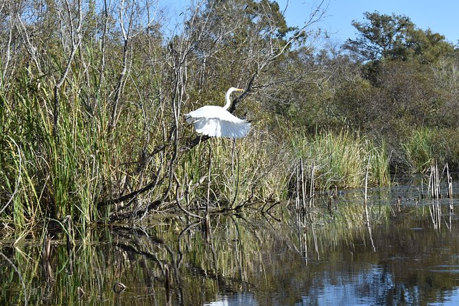 Everglades Guided Kayak Tour - Kayak Through Mangrove Tunnels: The Experience in Plain English