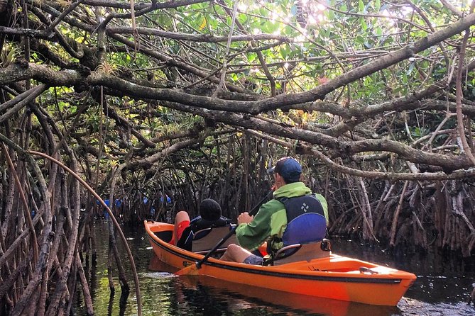 Everglades Kayak Safari Adventure Through Mangrove Tunnels - Key Things I’d Focus On Before You Go