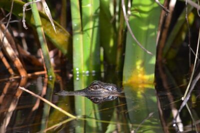 Everglades Kayak Safari Adventure Through Mangrove Tunnels - The Small-Group Advantage: 1 Guide to 8