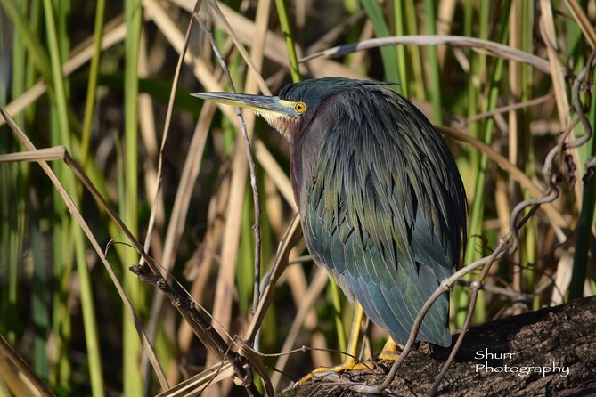 Everglades Kayak Safari Adventure Through Mangrove Tunnels - Price and Value: Is $89 Fair for What You Get?