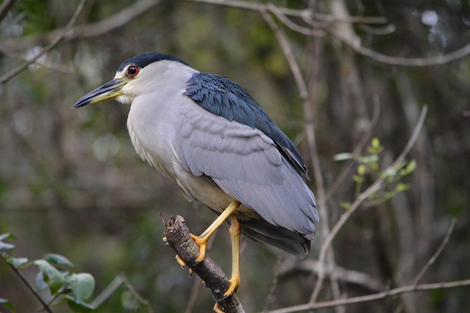 Everglades Kayak Safari Adventure Through Mangrove Tunnels - Who This Tour Suits Best (And Who Should Rethink It)
