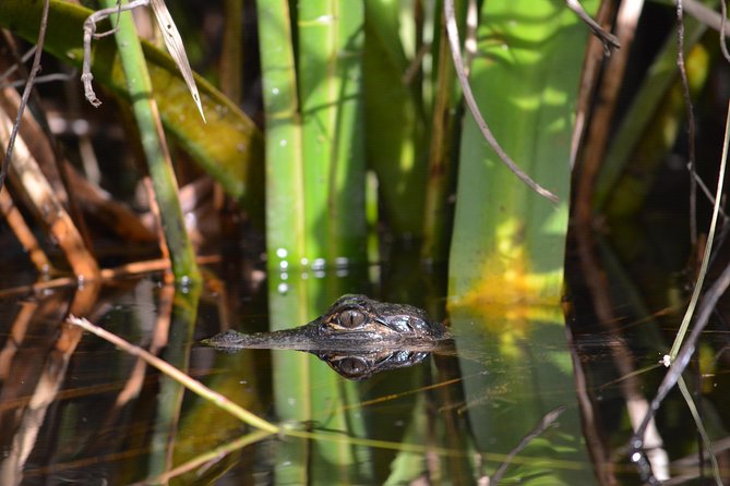 Everglades Kayak Safari Adventure Through Mangrove Tunnels - What the 4-Hour Paddle Looks Like (And Why It Matters)
