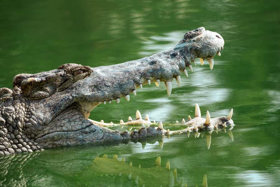 Everglades National Park: Mangrove Tunnel Kayak Eco-Tour - Wildlife spotting: what you’ll look for (and what’s realistic)