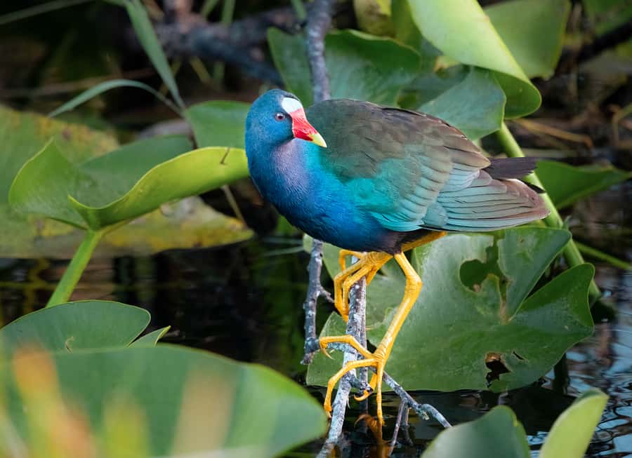 Everglades National Park: Mangrove Tunnel Kayak Eco-Tour - What to bring (and what to skip)