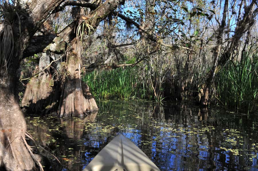 Everglades National Park: Mangrove Tunnel Kayak Eco-Tour - Price and value: does $109 make sense?