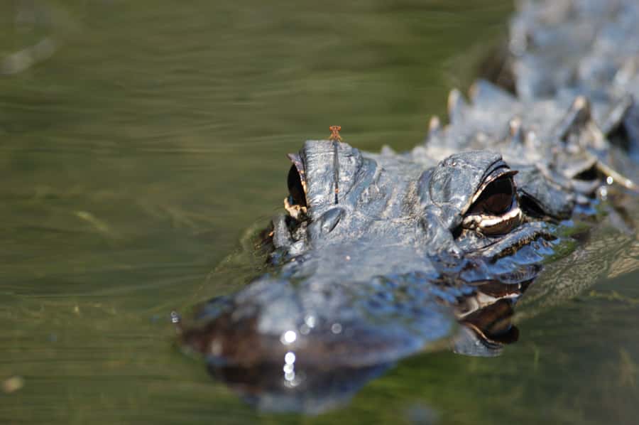 Everglades National Park: Mangrove Tunnel Kayak Eco-Tour - Why Mangrove Tunnels Are the Star of the Everglades