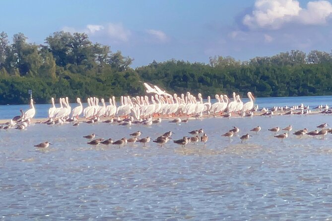 Exclusive Kayak Expedition: Exploring the Mangroves to Shell Key - Key Things You’ll Notice on This Mangroves to Shell Key Kayak Trip