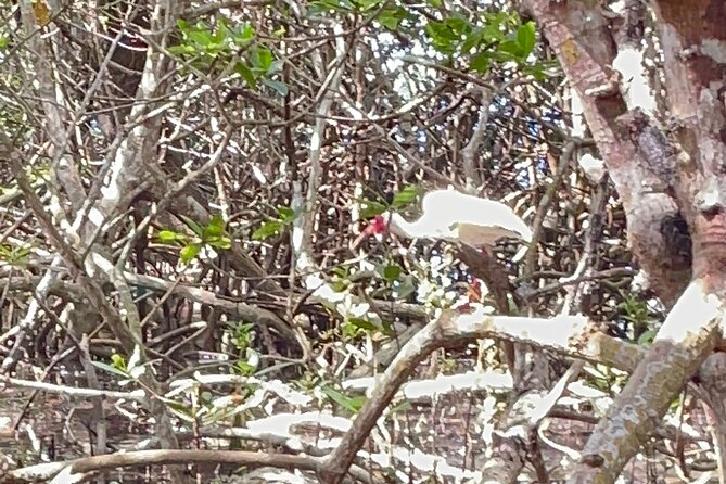 Exclusive Kayak Expedition: Exploring the Mangroves to Shell Key - Shell Key Side Trips: Beach Time, Swims, and Easy Comfort