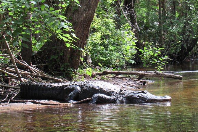 Exclusive Nature Escape Kayak Adventure on Blackwater Creek - Why Blackwater Creek feels like Old Florida water time