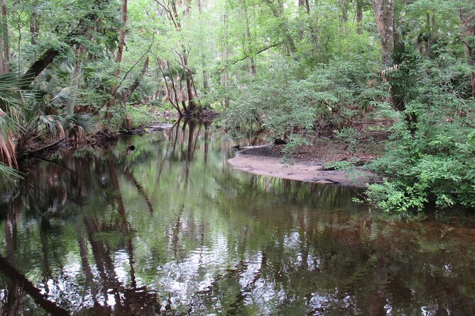 Exclusive Nature Escape Kayak Adventure on Blackwater Creek - Wildlife odds in the wetlands: what to watch for (and how to react)