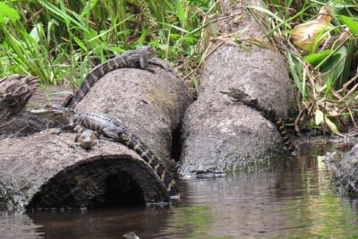 Exclusive Nature Escape Kayak Adventure on Blackwater Creek - Seminole State Forest: what you’re doing during the core paddle