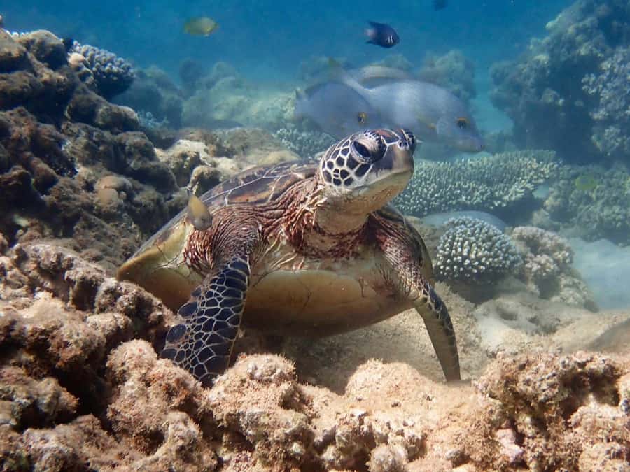 Exmouth: Half Day Turtle Kayak & Snorkel Tour - Kayaking the Exmouth Gulf and Bundegi Sanctuary Zone