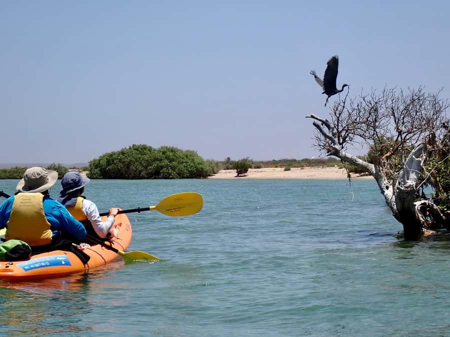 Exmouth: Half Day Turtle Kayak & Snorkel Tour - Gear and comfort: what’s included actually helps