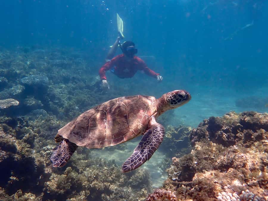 Exmouth: Half Day Turtle Kayak & Snorkel Tour - Should you book it? My practical take