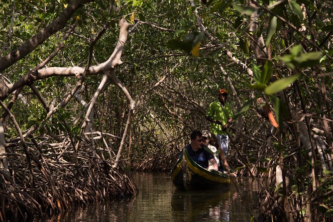 Explore La Boquilla’s Mangrove Tunnels with Local Fishermen - Paddle time starts at Ciénaga de la Virgen