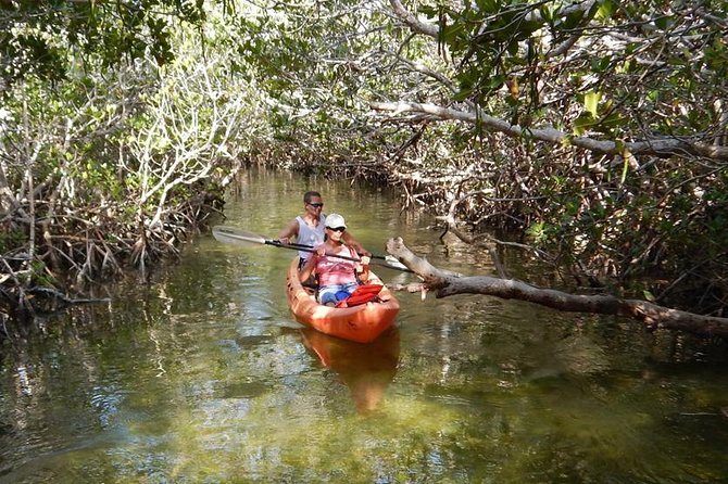 Explore Mangrove Creeks with an All Day SUP/single kayak Rental - Key Points at a Glance