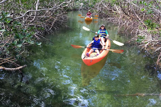 Explore Mangrove Creeks with an All Day SUP/single kayak Rental - Kayak or SUP: What Changes When You Pick Your Ride