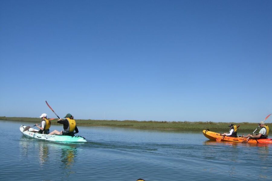 Faro: Kayak Hire in Ria Formosa Natural Park - Wildlife Moments: The Small Stuff You’ll Actually Notice