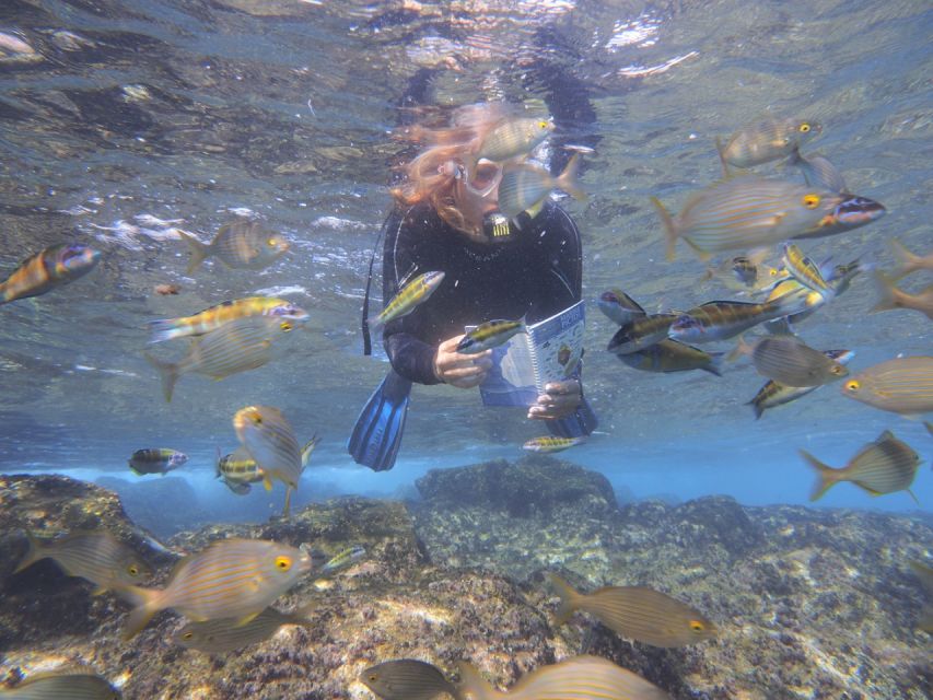 Flamingo Beach: Guided SUP and Snorkeling experience - Key Highlights Before You Go