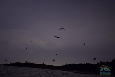 Florida Bioluminescence Clear Kayak tour/ Beacon 42 (Titusville) - Bioluminescence by Season: Comb Jellies vs Neon Plankton