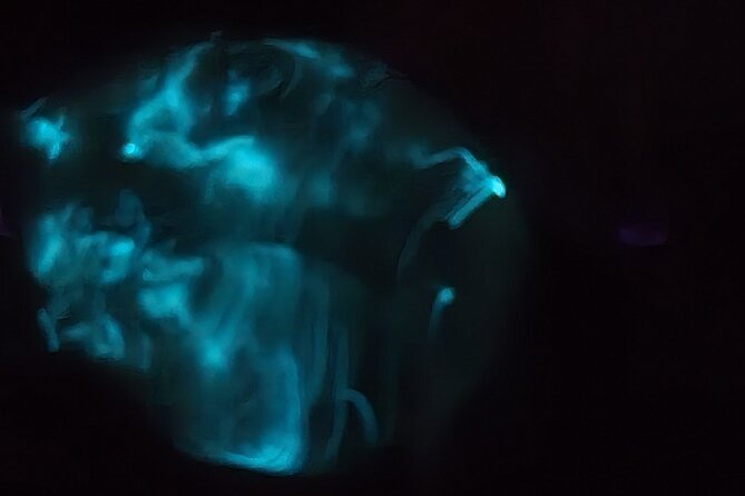 Florida Bioluminescence Clear Kayak tour/ Beacon 42 (Titusville) - Comfort, Weight Limits, and the Clear-Kayak Reality