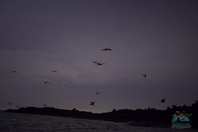 Florida Bioluminescence Clear Kayak tour/ Beacon 42 (Titusville) - Bioluminescence by Season: Comb Jellies vs Neon Plankton