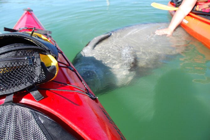 Fort Lauderdale’s Tropical Kayak Tour and Island Adventure - Key Things That Make This Kayak Tour Worth Your Time
