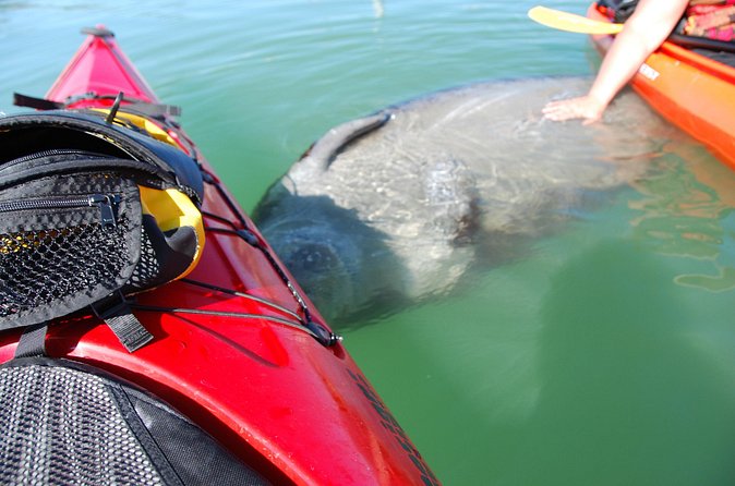 Fort Lauderdale’s Tropical Kayak Tour and Island Adventure - Kayak vs Paddle Board vs Double Kayak: How to Get the Right Setup