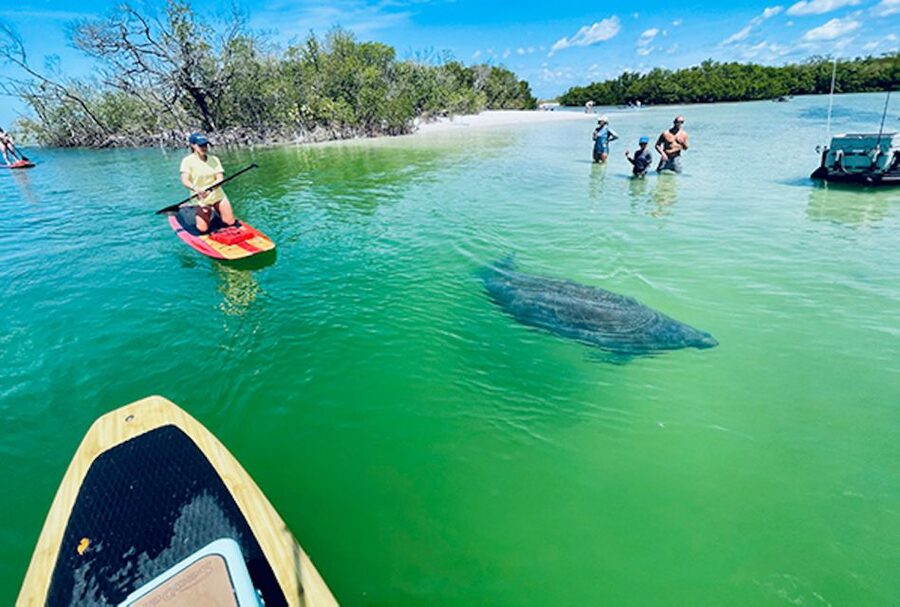 Fort Myers: Guided Standup Paddleboarding or Kayaking Tour - Out on the water: what you’re actually hunting for