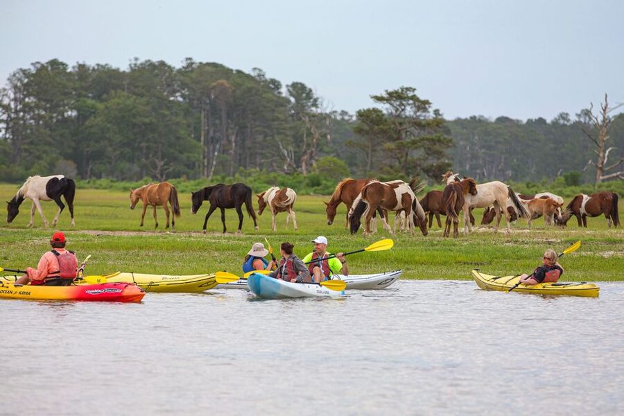 From Chincoteague: Guided Kayak Tour to Assateague Island - Key points worth clocking before you go