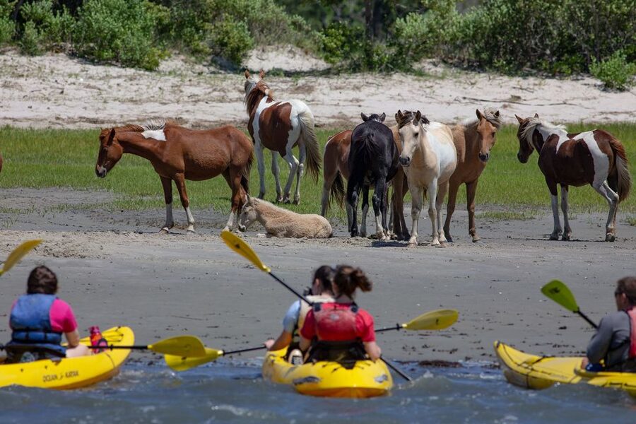 From Chincoteague: Guided Kayak Tour to Assateague Island - Remote beach time and wildlife-refuge creeks