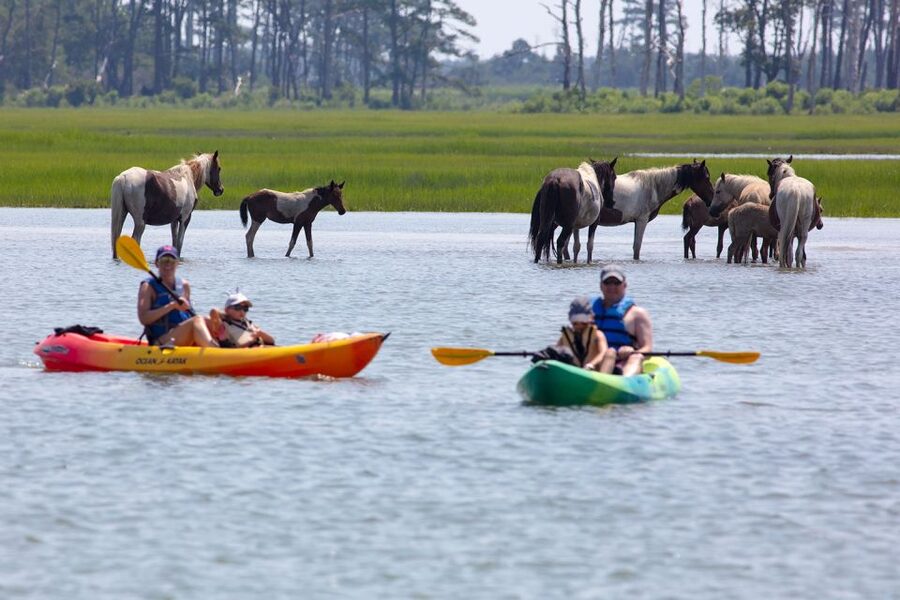From Chincoteague: Guided Kayak Tour to Assateague Island - Assateague Lighthouse views: 43 meters tall and worth timing