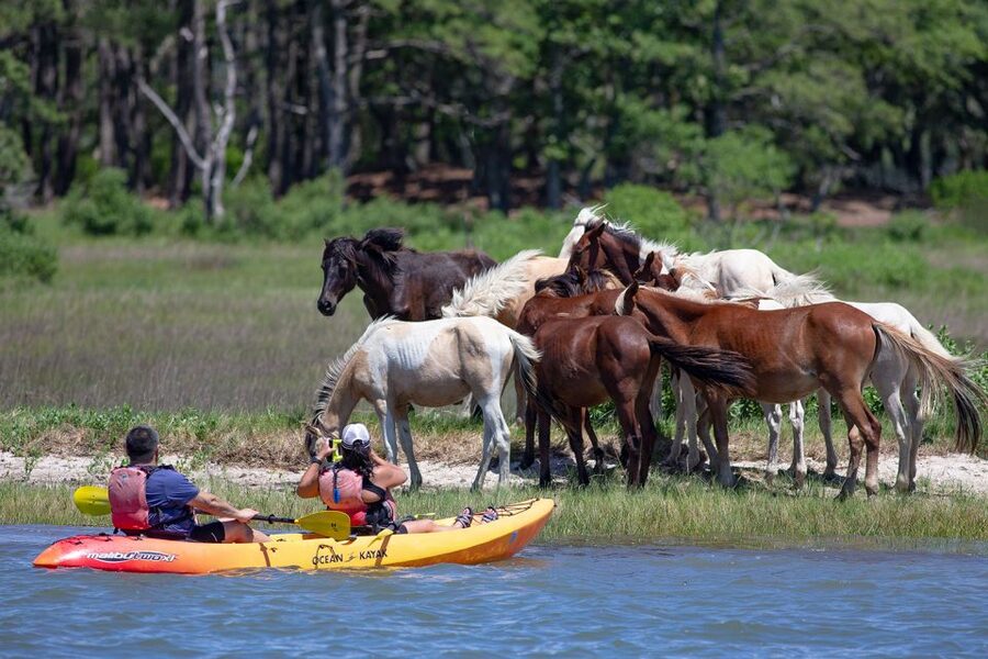 From Chincoteague: Guided Kayak Tour to Assateague Island - Guide quality makes or breaks the stories you hear