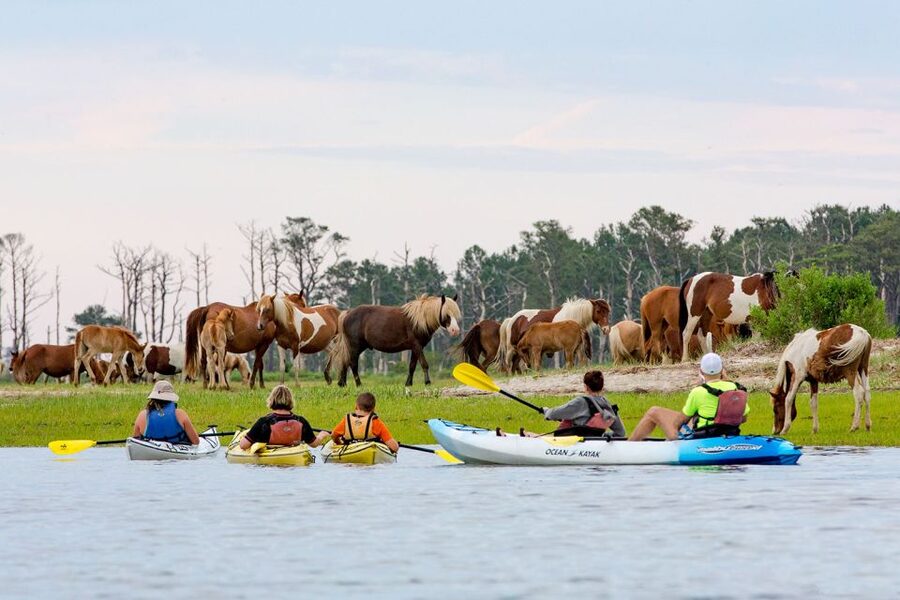 From Chincoteague: Guided Kayak Tour to Assateague Island - Price and value: is $79 worth it?