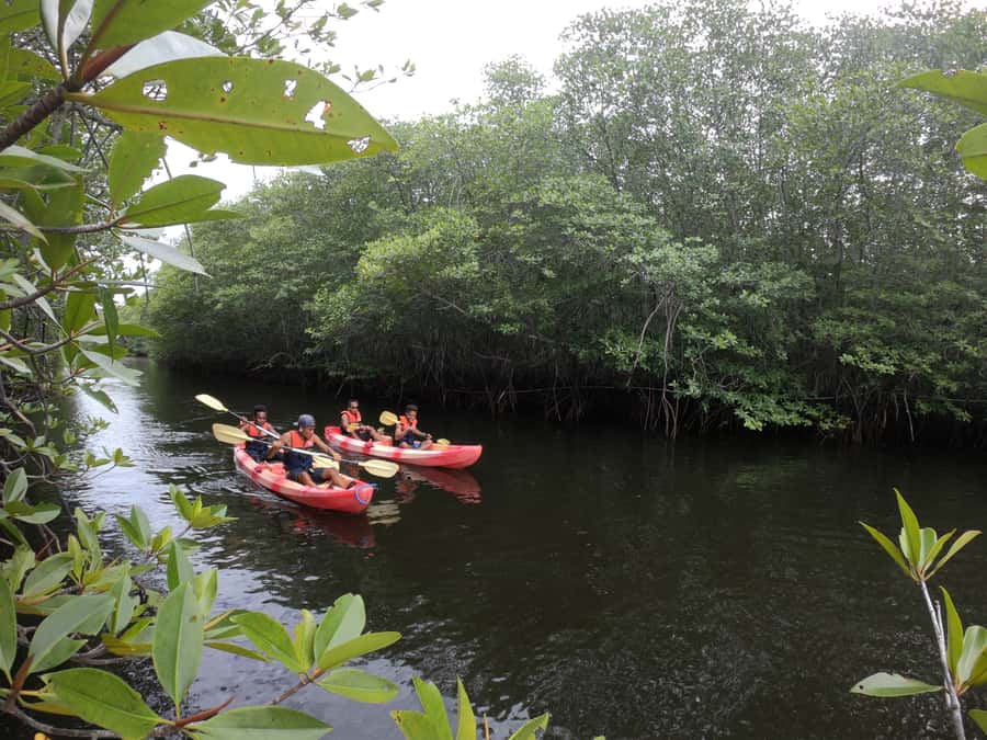 From Lembongan: Kayak/Paddleboard/Boat Mangrove Tour - Key points before you go