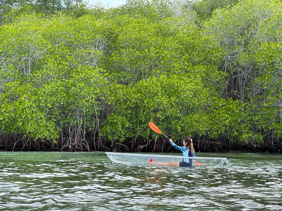 From Lembongan: Kayak/Paddleboard/Boat Mangrove Tour - Watercraft choices: kayak vs paddleboard vs transparent boat