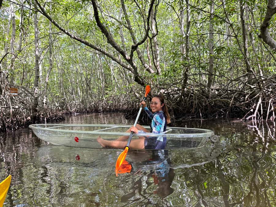 From Lembongan: Kayak/Paddleboard/Boat Mangrove Tour - Transparent views: when you’ll actually notice marine life