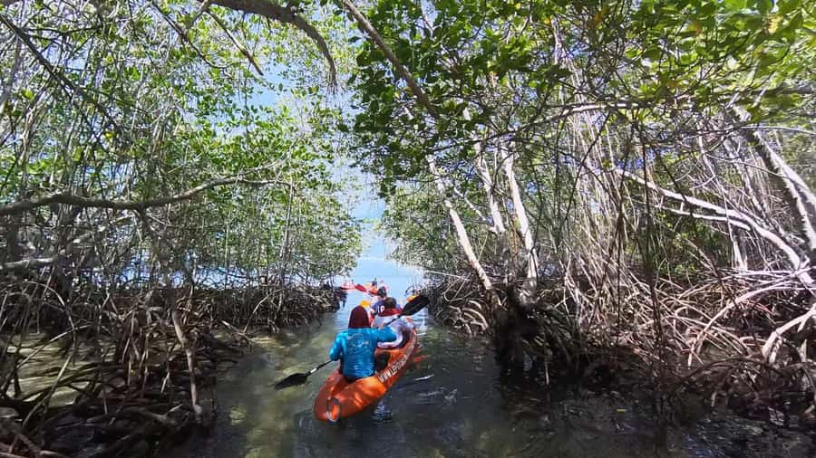 From Lembongan: Kayak/Paddleboard/Boat Mangrove Tour - How hard is the paddling? Beginner-friendly, with real basics