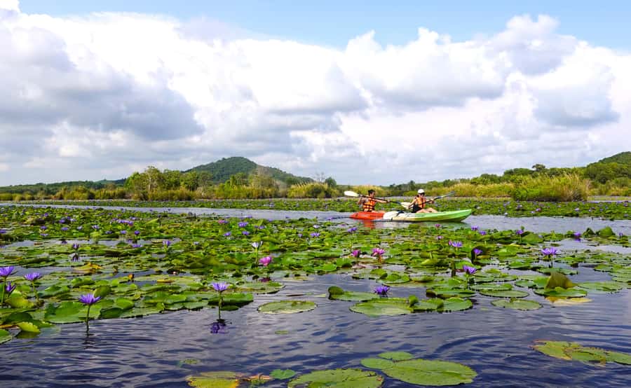 From Pattaya: Rayong Adventure Hike and Kayak Day Trip - Thung Prong Thong mangroves: golden light and a slower pace
