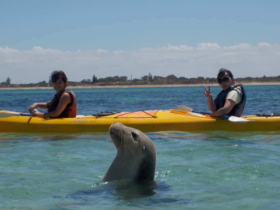 From Perth: Rockingham Seal & Penguin Islands Sea Kayak Tour - What the boat setup and guide style mean for you