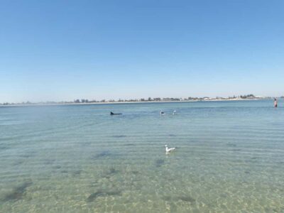 From Perth: Rockingham Seal & Penguin Islands Sea Kayak Tour - Getting there from Perth: pickup windows and the 9am start