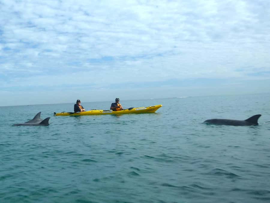 From Perth: Rockingham Seal & Penguin Islands Sea Kayak Tour - The return paddle and the wind-assisted sailing moment