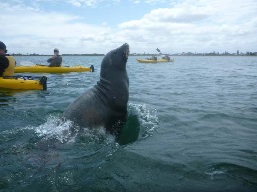 From Perth: Rockingham Seal & Penguin Islands Sea Kayak Tour - Price and value: is $140 reasonable for 6 hours?